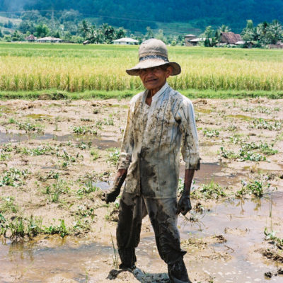 Working the rice field
