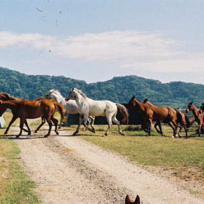 Wild horses on the way to domestication