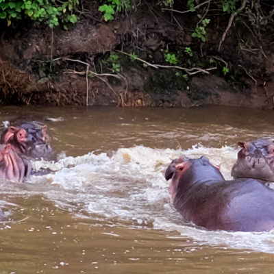 Hippo comotion