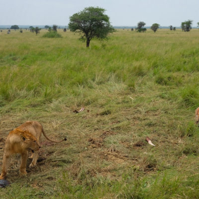 Lion telling the hyena to wait