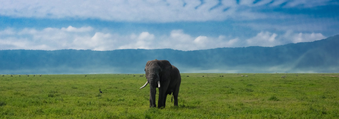 Serengeti, Tarangire and Ngorongoro 2016