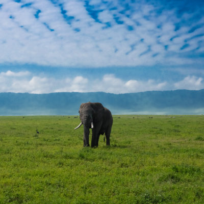 Under the Ngorongoro skies