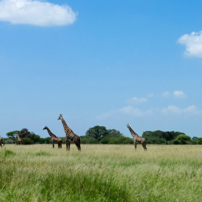 Giraffes in Taragire